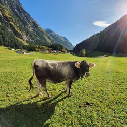 View of a sheep on a field