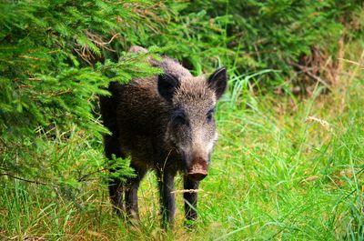 Pig standing by tree