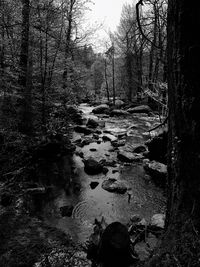 View of water flowing through rocks in forest