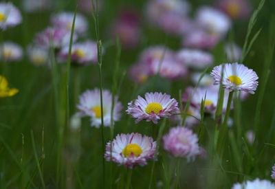Close-up of daisies blooming in field