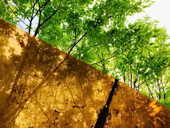 Low angle view of trees in forest