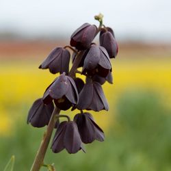 Close-up of purple flowering plant