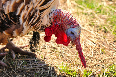 Close-up of a duck