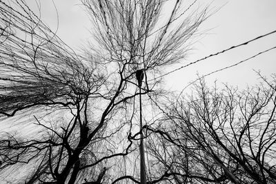 Low angle view of bare tree against sky