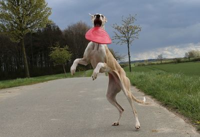 Woman with dog on field against sky