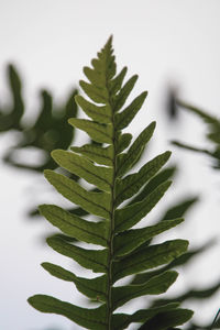 leaf