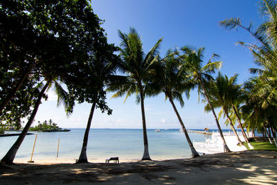 Palm trees on beach against sky