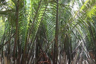 View of palm trees in forest