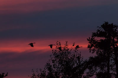 Low angle view of silhouette trees against sky at sunset