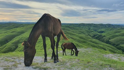 Horses grazing in a field