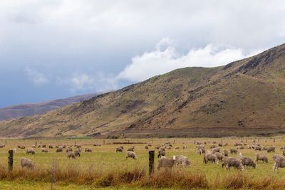 Scenic view of sheep in field and mountains against sky