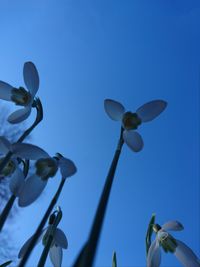 Low angle view of flower against blue sky