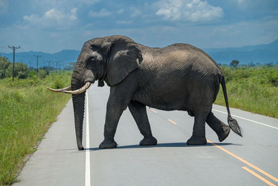 Elephant drinking water