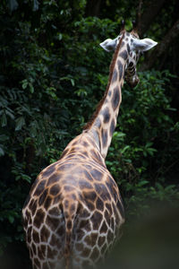 Close-up of horse standing against trees