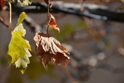 Close-up of dry leaves on branch