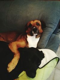 Portrait of black dog relaxing at home