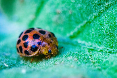 Close-up of insect