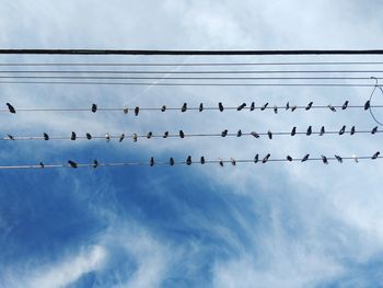 Low angle view of birds flying against sky