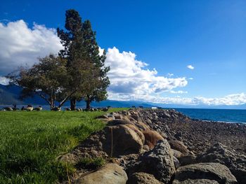 Birds on grassy shore against blue sky