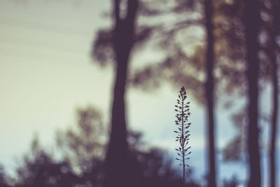 Close-up of tree against sky