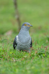 Close-up of a bird perching on grass