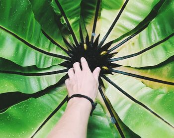 Cropped hand of person touching plant