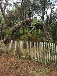 Trees growing in a park