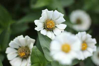 Close-up of white daisy flowers