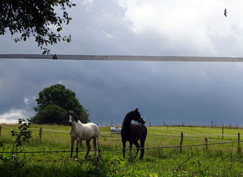 Horse grazing on grassy field