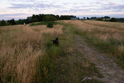 Dog on grassy field