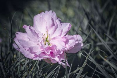 Close-up of pink flower blooming outdoors