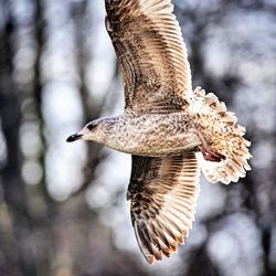 Close-up of bird flying against blurred background