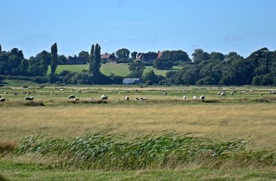 Sheep grazing on field against sky