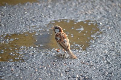 Bird perching on a lake