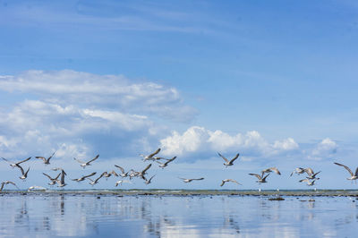 Flock of seagulls flying against sky