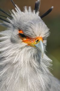 Close-up of a bird