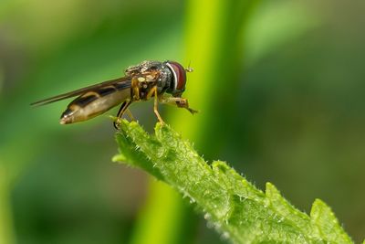 Close-up of insect on plant