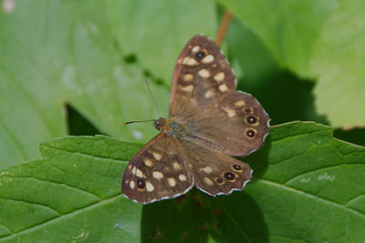 Close-up of butterfly on leaf