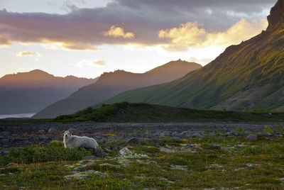 Dog on mountain against sky during sunset