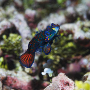 Close-up of fish swimming in sea