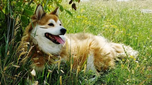 View of dog relaxing on field