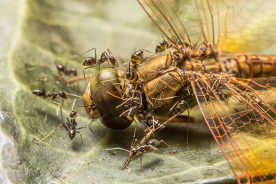 Ants on a dragonfly