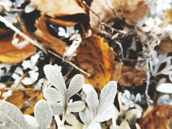 Close-up of leaves