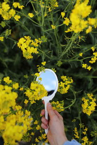 A female hand with a miniature retro mirror in field of yellow wildflowers is reflected.  summer