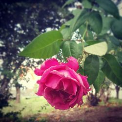 Close-up of pink rose