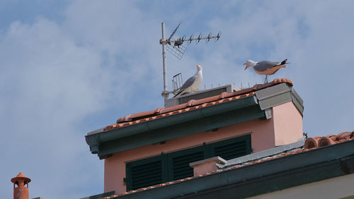 Seagulls on the roof of a house.