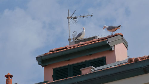 Low angle view of seagulls on building roof