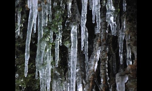 Full frame shot of tree trunk