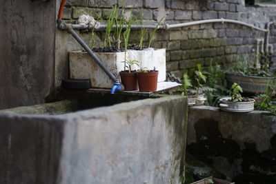 Potted plants and faucet 