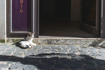 Cat sitting outside building